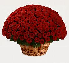 251 Премиум красная роза в Дарасун Премиум букет из: Розы в Дарасун